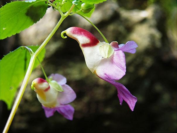 17 specii de flori inedite, floarea maimuta