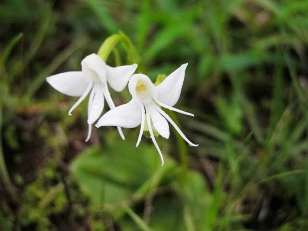 floarea maimuta, 17 specii de flori inedite