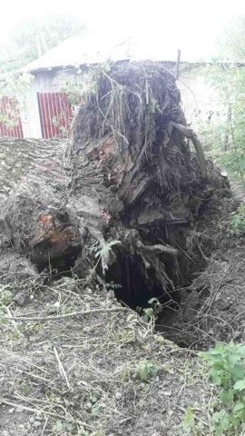 Dezastru într-o gospodărie din Cornești. O familie s-a trezit în toiul nopții cu copacul vecinului peste casă și mașină