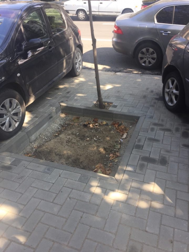 Gafă: Puietul care "n-a încăput" în spațiul destinat arborilor