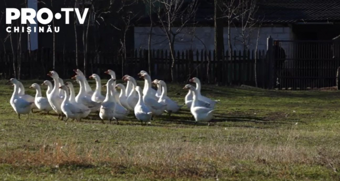 Atentie Gripa Aviara Face Ravagii In Moldova Care Sunt Cele Mai