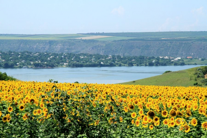 Soare I Maxime De Grade Celsius La Nceputul Lunii Iulie Cum Va Fi