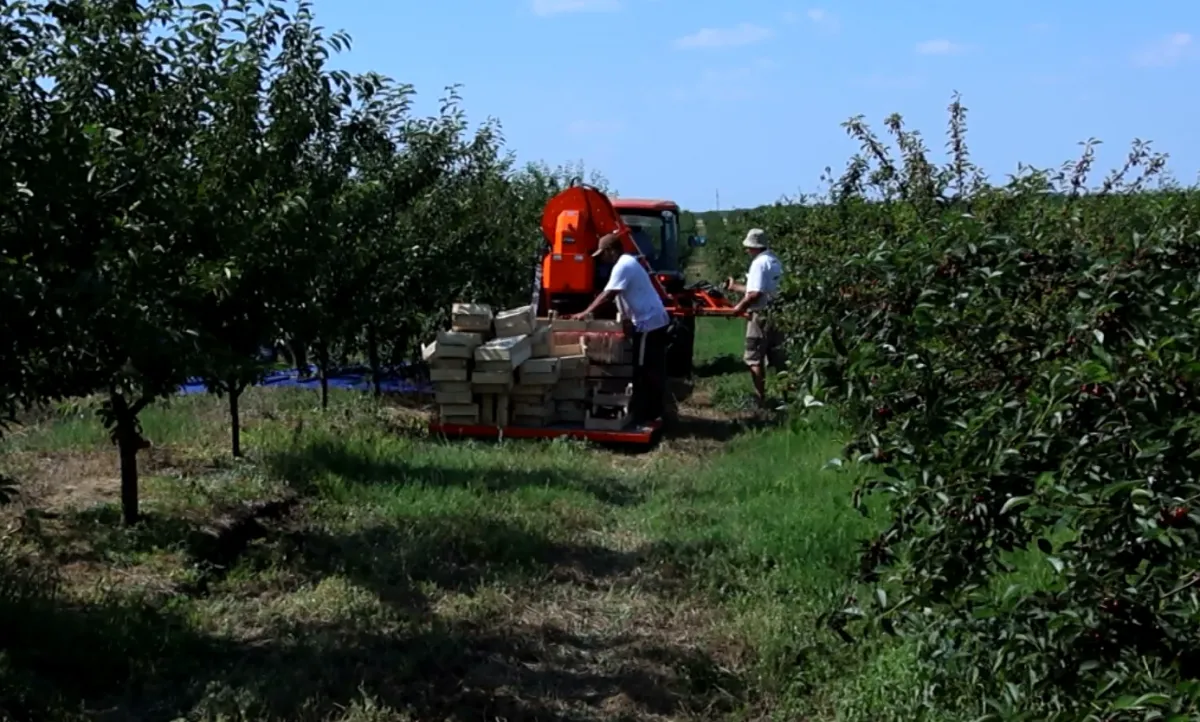 Premieră la Ștefan Vodă: Un fermier a renunțat la culesul manual și folosește un utilaj care îi permite să recolteze vișinele mai repede: „Cheltuielile sunt mult mai mici” - VIDEO