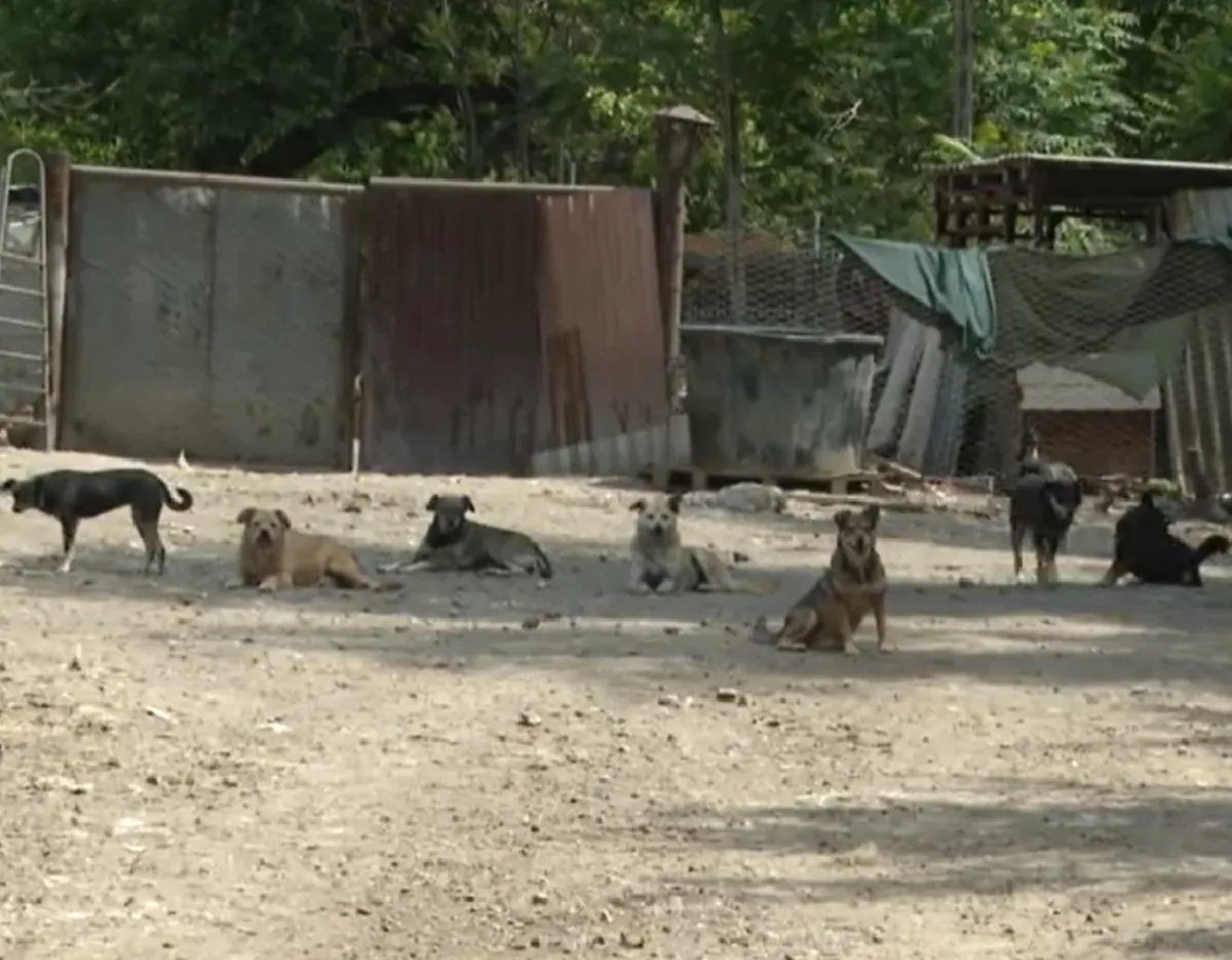 13 câini au murit în incendiul de la adăpostul AOVA, iar tragedia scoate la iveală un conflict vechi de șase ani între organizație și Primăria Chișinău privind relocarea animalelor - VIDEO