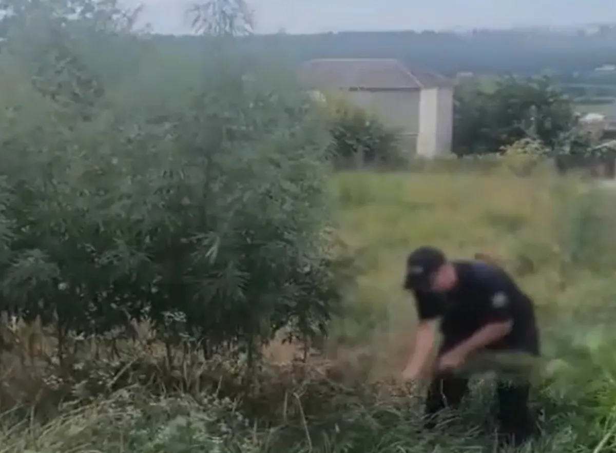 Plantații ilegale de cânepă, descoperite în Chișinău și suburbii. Proprietarii terenurilor au ajuns în vizorul poliției - VIDEO