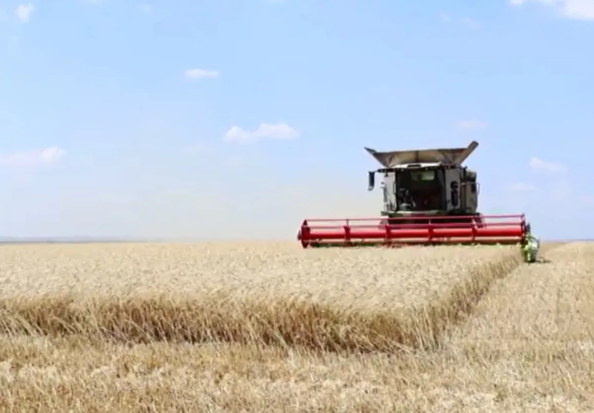 Secerișul grâului de toamnă a început în Moldova: Agricultorii din Căușeni anunță o recoltă mai bună decât anul trecut și estimează până la cinci tone la hectar - VIDEO