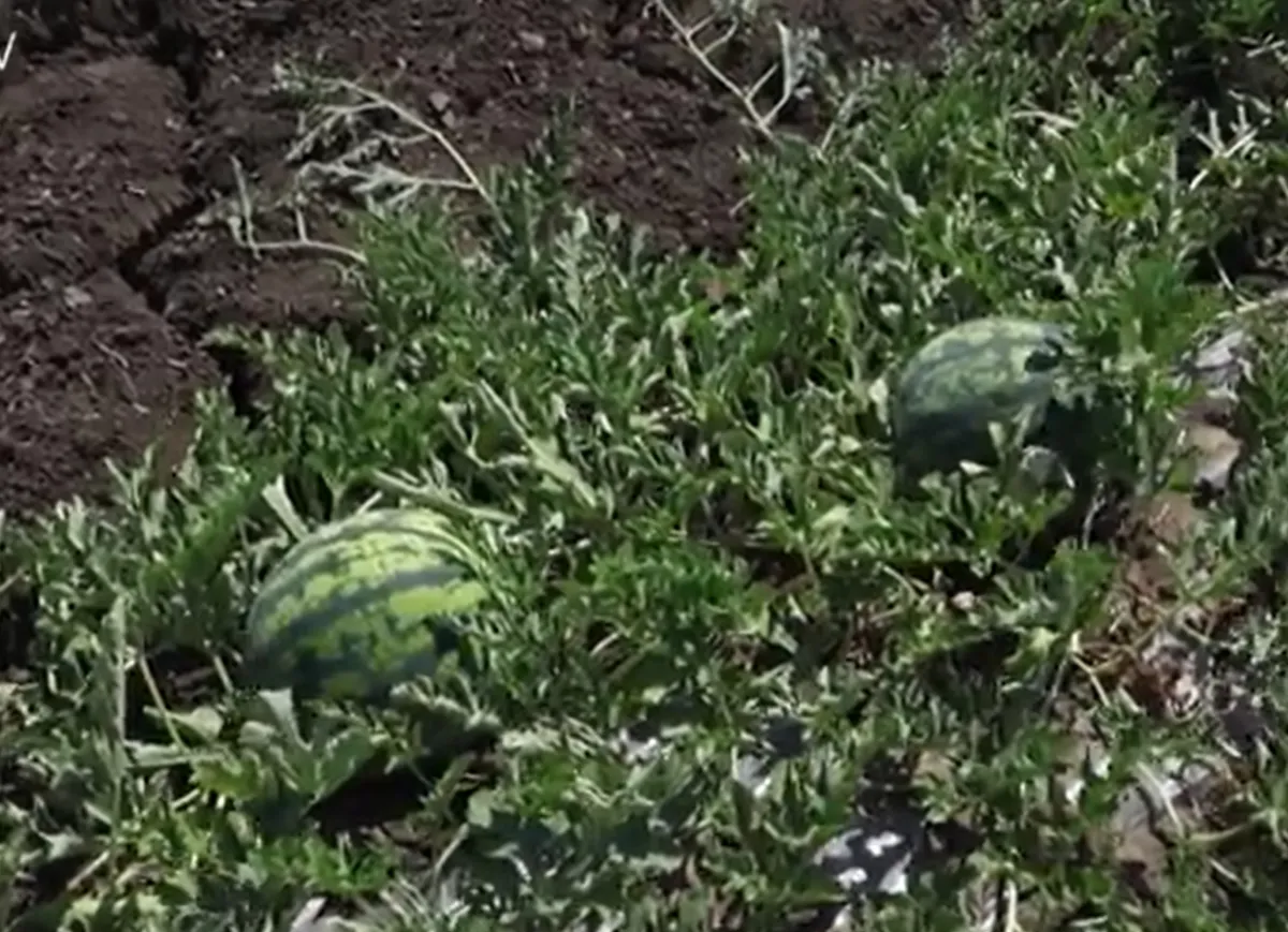 Au apărut primii pepeni verzi moldovenești: Agricultorii din Căușeni au început recoltarea, iar roada bogată a ajuns deja în piețele din țară - VIDEO