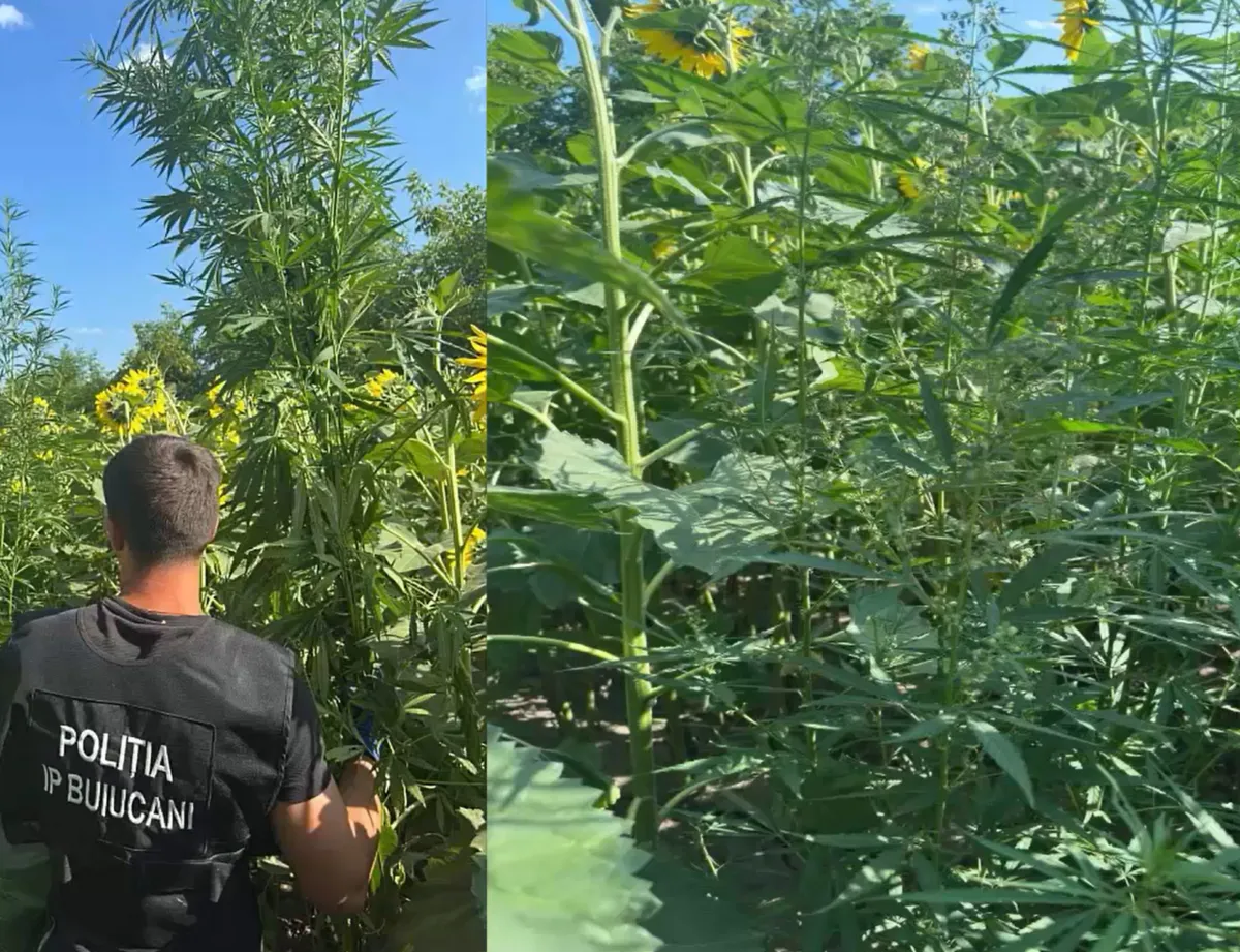 Sute de plante de cânepă, depistate în curți și pe terenuri din trei sectoare ale capitalei. Proprietarii sunt cercetați de poliție - VIDEO