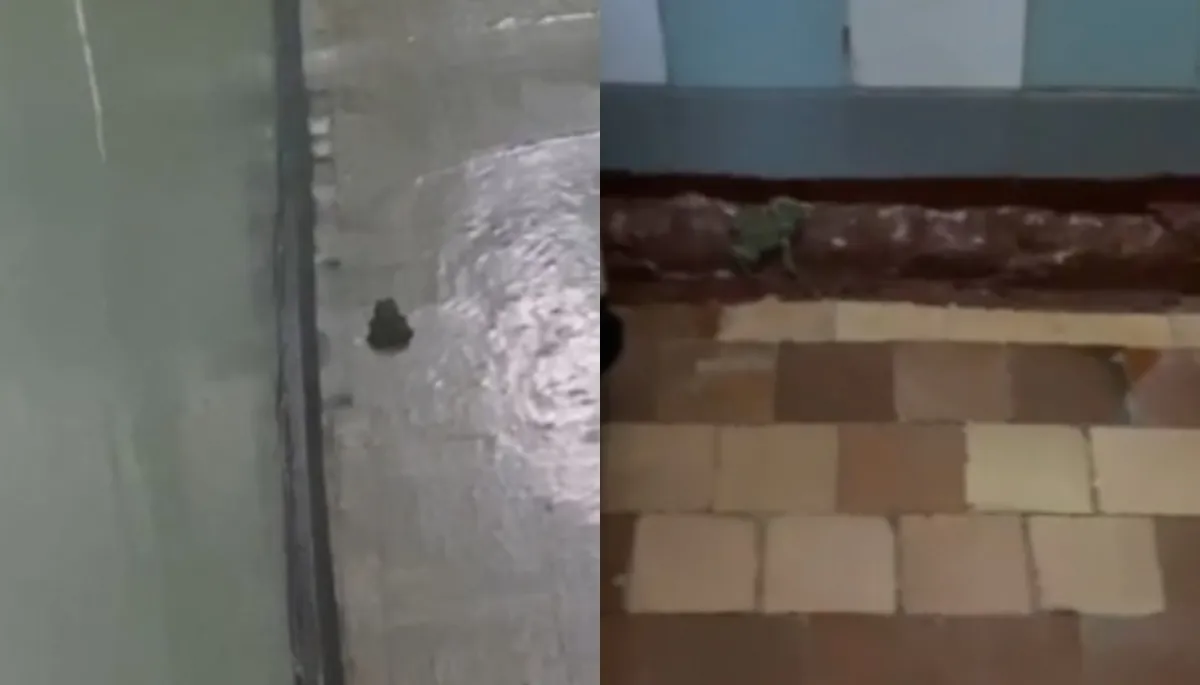 Broaște și șoareci în secția de boli infecțioase a Spitalului Raional Ștefan Vodă: imagini revoltătoare surprinse în salon: „Am stat trează să îmi păzesc copilul” - VIDEO