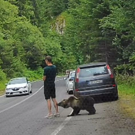 Momente de panică pe Transfăgărășan: un turist a fost la câțiva centimetri de un urs fără să observe animalul. Întreaga scenă a fost filmată - VIDEO