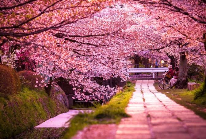 Un colț de Japonia prinde contur la Chișinău. Moldexpo va avea o alee cu cireși japonezi, care va fi conectată cu parcul Valea Morilor - VIDEO