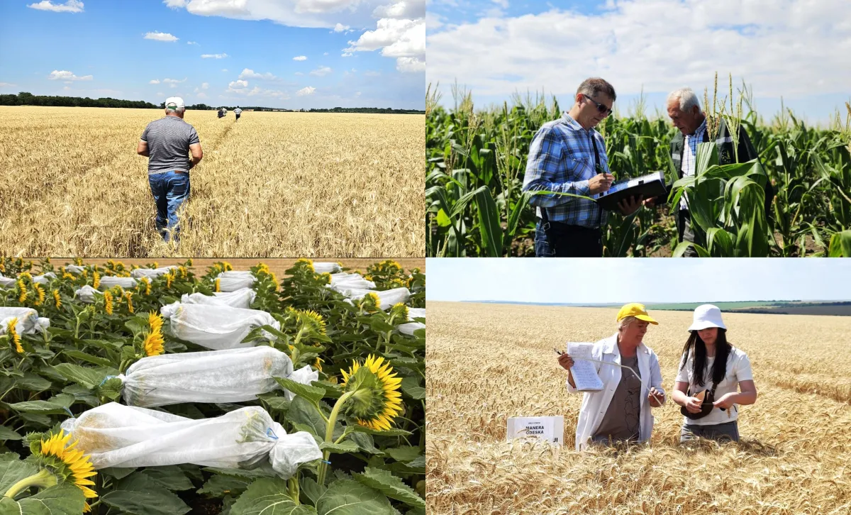 Aproape 14 mii de hectare de culturi semincere, verificate de ANSA. Inspectorii controlează calitatea semințelor pentru agricultori - FOTO