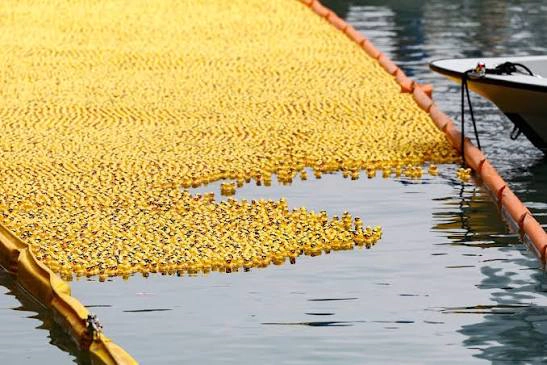 Spectacol inedit la Chicago: peste 90 de mii de rățuște din plastic au luat startul într-o cursă pe râu - VIDEO