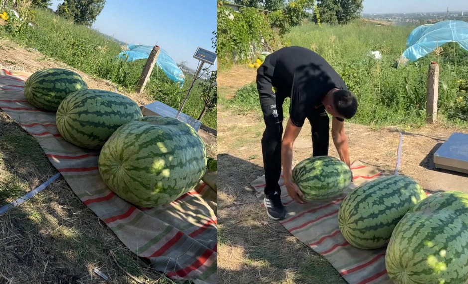 Recoltă impresionantă la Căușeni. Un fermier a crescut trei pepeni verzi uriași: Unul cântărește 74 de kilograme. Ce va face cu aceștia - FOTO/VIDEO