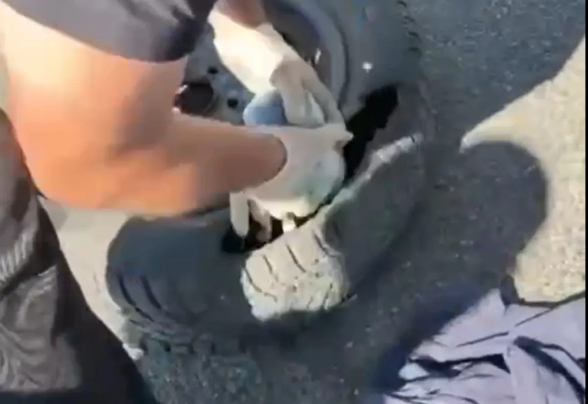 Trei kilograme de droguri, în valoare de peste 1,3 milioane de lei, ascunse în roata de rezervă a unei mașini. Un bărbat a fost reținut la Palanca – VIDEO