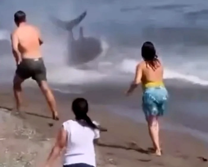O creatură uriașă a provocat panică pe o plajă din Marbella. Turiștii au crezut că este un rechin și au alergat spre mal - VIDEO