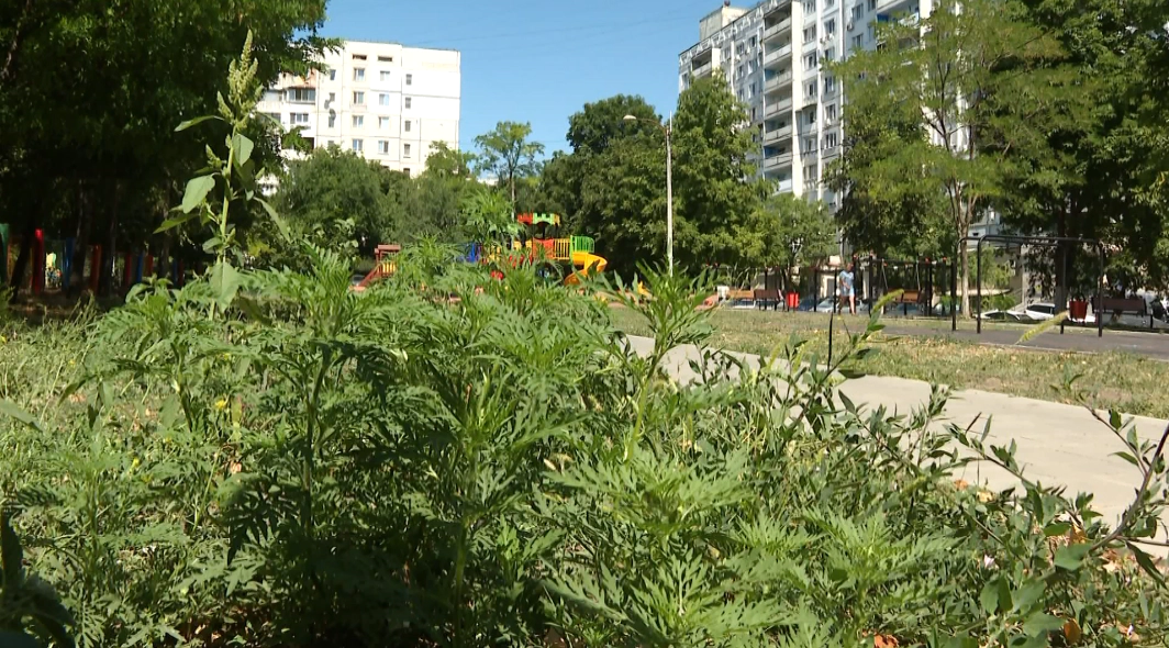 Ambrozia, depistată la Chișinău: un focar, chiar lângă o grădiniță. Medicii explică simptomele alergiei – VIDEO