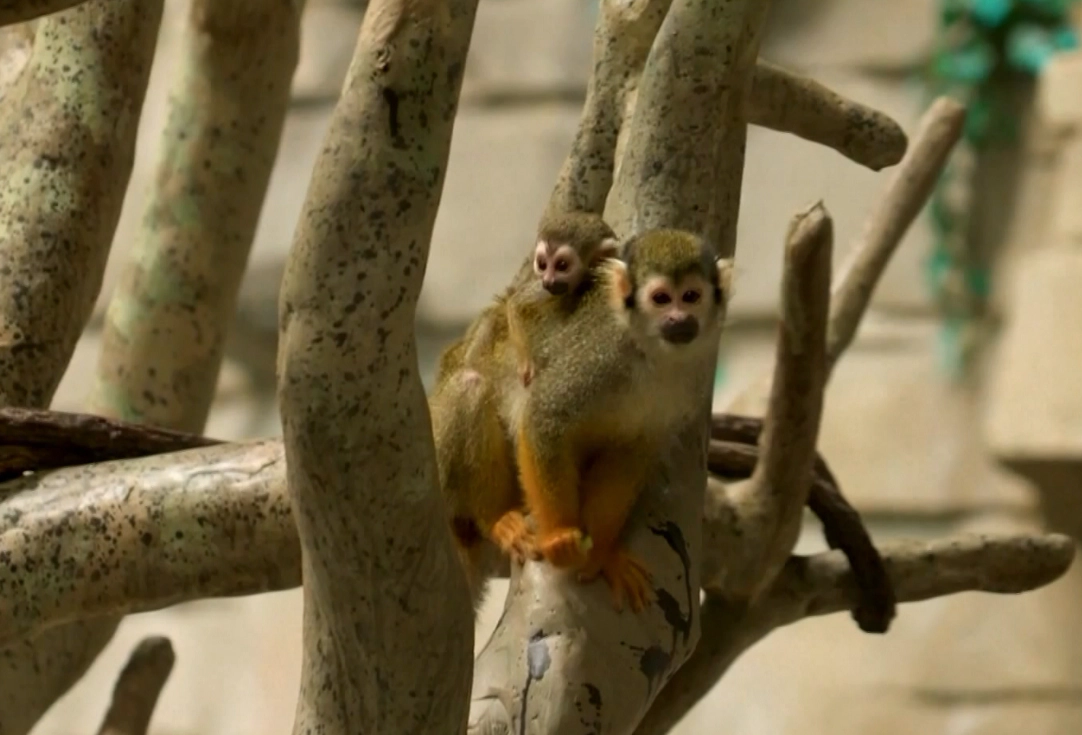 Bucurie la grădina zoologică din Chicago: Un pui de maimuță veveriță a venit pe lume și a făcut deja prima apariție în fața vizitatorilor