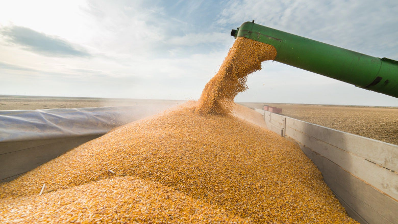 Problema fermierilor nu este tariful feroviar, ci riscul concurenței cerealelor ucrainene cu producția locală. Ce spun experții despre tranzitul pe CFM