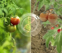 Cum ne dam seama daca rosiile de la piata au fost modificate genetic. Secretul, dezvaluit de agricultorii romani