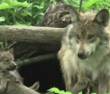 Sarbatoare intr-un parc zoologic din Illinois, dupa nastere unor pui de lup dintr-o specie rara. Cum arata micutii