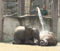 Canicula afecteaza animalele de la Gradina Zoologica din Viena. Elefantii primesc dusuri reci ca sa reziste