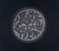 Cum arata lacrimile noastre la microscop. Ce a observat un fotograf este de-a dreptul impresionant