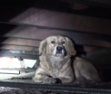 O catelusa abandonata face un atac de panica in momentul in care este salvata de pe strazi. Ce se intampla apoi este uimitor - VIDEO