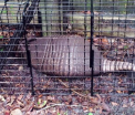 Tot mai multe cazuri de lepra in Florida. Boala este transmisa prin saliva de catre un animal care isi scuipa victimele