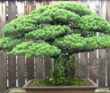 70 de ani de la primul atac nuclear. Povestea incredibila a unui bonsai de 390 de ani, care a supravietuit bombei atomice