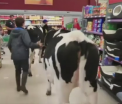Doua vaci au ajuns intr-un hipermarket din Marea Britanie. Explicatia din spatele unui gest extrem