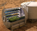 Legume crescute in spatiu, pentru prima oara in meniul astronautilor de pe ISS. In cat timp s-a dezvoltat recolta