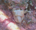 Descoperirea socanta a unei familii sarmane din Barlad. Tatal a gasit un deget de om in carnea primita de la o cantina