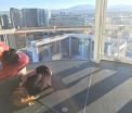 \'Prietena mea trebuia sa-mi spuna ca ii e frica de inaltime inainte sa ne urcam". O poza din Las Vegas s-a viralizat pe net