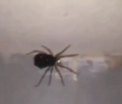 Imaginile care s-au viralizat. Ce a reusit sa surprinda un barbat care filma un paianjen. VIDEO