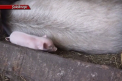 Un porc MUTANT s-a nascut la Soldanesti! Oamenii s-au ingrozit cand l-au vazut. VIDEO