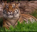 VIDEO - Tragedie la un zoo din Noua Zeelanda: o ingrijitoare a fost ucisa de un tigru de Sumatra. Ce se va intampla cu animalul