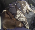 Masinile pot avea acum centuri de siguranta si pentru caini. Cat costa si de unde se pot cumpara si in Romania