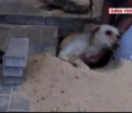 Muncitorii din Rusia au astupat o gaura in trotuar, fara sa stie ca acolo e un caine. Ce s-a intamplat cu animalul