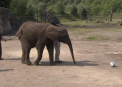 Elefantul oracol in actiune. Ce preziceri face animalul pentru Cupa Mondiala 2014