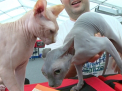 Expozitie de pisici in capitala: Peste 140 de feline au venit pentru a obtine un nou titlu: "Cautam un mire linistit"