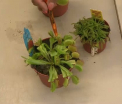 Prind insectele din casa si pot fi hranite cu bucati de carne. Cat costa o planta carnivora si cum trebuie ingrijita