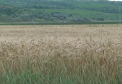 Ploile nu pot sa-i bucure pe toti agricultorii: Spicele de grau, CULCATE, boabele de orz, SCUTURATE
