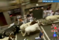 5 oameni au fost raniti  dupa ce au participat la celebra cursa cu tauri in prima zi a Festivalului San Fermin