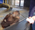 Reactia fabuloasa a unui pui de urangutan de la zoo la un numar de magie facut de un vizitator. VIDEO