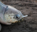 Efectele poluarii: Specialistii au dat peste o broasca testoasa cu o furculita de plastic blocata intr-o nara