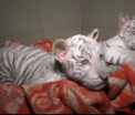 Trei pui de tigru bengalez au murit din cauza frigului, intr-o gradina zoologica din Crimeea. Cine este vinovat