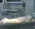 Laboratorul din Romania in care porcii intra in rolul unui pacient. Ce inseamna pentru oameni operatiile facute aici