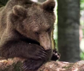 Ursii refuza sa mai intre la hibernare. Cei din gradinile zoologice se joaca afara si se bucura de primavara din decembrie