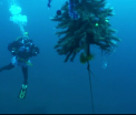 Traditia bizara a unor scafandri din Siberia. Motivul pentru care au scufundat bradul, pe temperaturi de -20 de grade Celsius - VIDEO